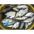 frozen big eye horse mackerel round scad wholessle